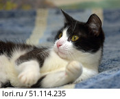 Close-up of a black and white cat with expressive yellow eyes. The animal is lying on a soft blanket and looking away, creating a calm and cozy mood. The details of the fur, whiskers and fur texture are clearly visible. In the foreground are the cat's paws, which adds depth and realism to the frame. This shot is perfect for the theme of pets, coziness, pet care, as well as for illustrating articles about cats and their behavior. Стоковое фото, фотограф Анна Кривицкая / Фотобанк Лори
