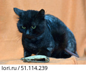 A black cat with bright green eyes sits against a soft orange blanket. The animal's gaze is focused and slightly wary, creating the impression of wisdom and independence. In front of the cat's paws lies a small fabric bag, reminiscent of a toy or a fragrant pillow with catnip. Thick fur with a slight shine and an expressive face make the cat the main focus of the frame. The photo is perfect for the theme of pets, coziness, cat habits, as well as for illustrations for articles about cats, the symbolism of black cats and caring for pets. Стоковое фото, фотограф Анна Кривицкая / Фотобанк Лори