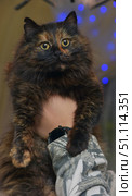 A fluffy tortoiseshell cat with bright yellow eyes is in the arms of a person. The animal has thick, long fur with an unusual coloring - a mixture of black and red shades, creating a marble pattern. The cat looks straight into the camera, the expression on her face seems surprised and attentive. In the background, softly blurred lights of a garland are visible, giving the photo a cozy and festive mood. The frame emphasizes the beauty and individuality of the cat, as well as the emotional connection between a person and a pet. Стоковое фото, фотограф Анна Кривицкая / Фотобанк Лори