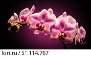 Elegant floral background with beautiful pink orchid flowers on dark backdrop, luxury phalaenopsis blossom branch for spa, wellness or beauty salon marketing concept. Стоковое фото, фотограф Павел Муравьев / Фотобанк Лори