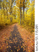 Autumn road through deciduous forest. Стоковое фото, фотограф Руслан Хисматов / Фотобанк Лори