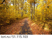 Autumn road through deciduous forest. Стоковое фото, фотограф Руслан Хисматов / Фотобанк Лори
