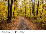 Autumn road through deciduous forest. Стоковое фото, фотограф Руслан Хисматов / Фотобанк Лори