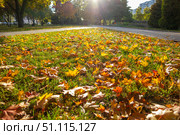 Fallen yellow maple leaves in autumn in the sun in the park. Стоковое фото, фотограф Руслан Хисматов / Фотобанк Лори
