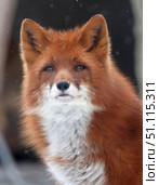 Лисица в Московском зоопарке. (лат. Vulpes vulpes) (2020 год). Редакционное фото, фотограф Шустикова Татьяна / Фотобанк Лори