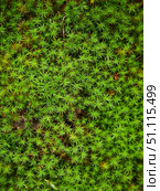 Green moss texture, natural vegetable coating. Стоковое фото, фотограф Наталия Кирсанова / Фотобанк Лори
