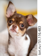 Compact chihuahua puppy with brown white coat napping on soft blanket, head tilted inquisitively. Стоковое фото, фотограф Данил Руденко / Фотобанк Лори