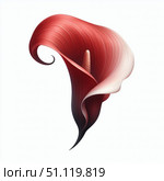Burgundy calla lilies on a white background. The curved shape combined with the yellow spadix creates an elegant contrast, highlighting the beauty of the flower. Стоковое AI-изображение, AI-художник Светлана  Громак / Фотобанк Лори