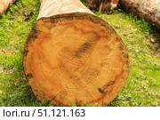 logs felled pines. Стоковое фото, фотограф Емельянов Евгений Викторович / Фотобанк Лори