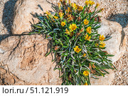 Yellow gazania rigens flowers blooming between rocks in a garden, creating a vibrant contrast of soft petals against rough stone textures. Стоковое фото, фотограф Ольга Ильина / Фотобанк Лори