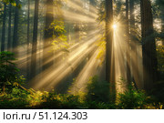 Sunbeams filtering through redwood forest canopy creating magical atmosphere. Стоковое AI-изображение, AI-художник Иван Рябоконь / Фотобанк Лори