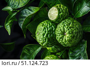 Bergamot fruits growing on a tree branch with leaves and dark background. Стоковое AI-изображение, AI-художник Иван Рябоконь / Фотобанк Лори