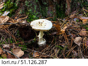 Pale toadstool in autumn forest. Стоковое фото, фотограф Емельянов Евгений Викторович / Фотобанк Лори