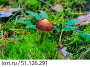 Pale toadstool in autumn forest. Стоковое фото, фотограф Емельянов Евгений Викторович / Фотобанк Лори
