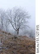 Trees covered with hoarfrost in a fog. Стоковое фото, фотограф Емельянов Евгений Викторович / Фотобанк Лори