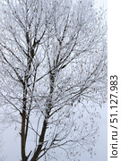Trees covered with hoarfrost in a fog. Стоковое фото, фотограф Емельянов Евгений Викторович / Фотобанк Лори
