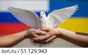 Белый голубь на руках на фоне флагов России и Украины как символ мира. Стоковое AI-изображение, AI-художник Журавлева Кристина / Фотобанк Лори