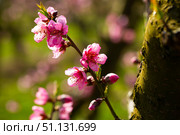 Peach tree flowers on sky background. Стоковое фото, фотограф Яков Филимонов / Фотобанк Лори