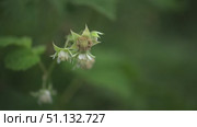 Green raspberry bushes with unripe green berries. Стоковое видео, видеограф Степанов Григорий / Фотобанк Лори