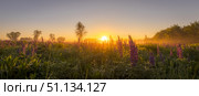 Sunrise on a field covered with flowering lupines in summer morning with fog. Panorama. Стоковое фото, фотограф Емельянов Евгений Викторович / Фотобанк Лори