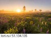 Sunrise on a field covered with flowering lupines in summer morning with fog. Стоковое фото, фотограф Емельянов Евгений Викторович / Фотобанк Лори