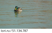A mallard duck gracefully swims across a serene body of water, its vibrant green head reflecting in the calm surface. The gentle ripples create a peaceful ambiance. Стоковое видео, видеограф Воловодов Владимир / Фотобанк Лори