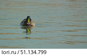 Close-up of a male mallard duck gliding smoothly on a calm lake. The bright green head of the mallard contrasts beautifully with the muted colors of the body. Slow motion. Стоковое видео, видеограф Воловодов Владимир / Фотобанк Лори
