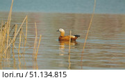 A beautiful Ogar duck gracefully gliding along the calm waters of the lake framed by tall reeds reflected in the gentle ripples. Стоковое видео, видеограф Воловодов Владимир / Фотобанк Лори