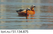 Two beautiful eagle ducks gracefully glide along the serene water surface, their reflections reflected in the calm ripples. Close-up of orange ducks in calm lake water. Стоковое видео, видеограф Воловодов Владимир / Фотобанк Лори