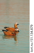Two graceful eagle ducks glide gracefully across the serene water, their orange plumage contrasting beautifully with the calm turquoise surface of the lake. Close-up. Стоковое видео, видеограф Воловодов Владимир / Фотобанк Лори