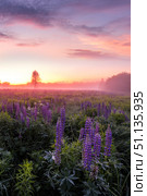 Twilight on a field covered with flowering lupines in spring or early summer season with fog. Стоковое фото, фотограф Емельянов Евгений Викторович / Фотобанк Лори