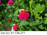 Цветок Цинния изящная, Zinnia elegans, род однолетних и многолетних трав и кустарников семейства сложноцветных. Стоковое фото, фотограф Андрей Цыганков / Фотобанк Лори