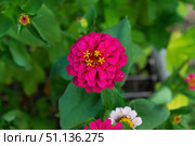 Цветок Цинния изящная, Zinnia elegans, род однолетних и многолетних трав и кустарников семейства сложноцветных. Стоковое фото, фотограф Андрей Цыганков / Фотобанк Лори