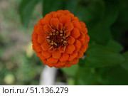 Цветок Цинния изящная, Zinnia elegans, род однолетних и многолетних трав и кустарников семейства сложноцветных. Стоковое фото, фотограф Андрей Цыганков / Фотобанк Лори
