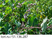 Лопух паутинистый или Репейник паутинистый, Arctium tomentosum Mill, двулетнее травянистое растение, вид рода Лопух семейства Астровые. Тульская область, Россия. Стоковое фото, фотограф Андрей Цыганков / Фотобанк Лори
