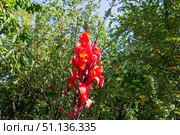 Цветок растения Канна Индийская, Canna indica, яркий оранжево-красный на фоне зелёных листьев. Стоковое фото, фотограф Андрей Цыганков / Фотобанк Лори