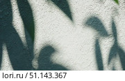 Shadows of leaves dance on a textured wall as the sun shines brightly. Стоковое AI-видео, аниматор Данила Большаков / Фотобанк Лори