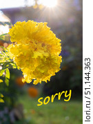 Bright yellow flower marigolds with petals open, accompanied by word Sorry written above. Conveying message of apology or sentiment. Стоковое фото, фотограф Алла Чесноковва / Фотобанк Лори