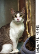 A shorthaired domestic cat with a white and brindle coloring sits and looks attentively straight into the camera. The animal has expressive green eyes and a pink nose. There is a white plastic collar around its neck, which emphasizes its neat and well-groomed appearance. The background is slightly blurred, with interior elements, which highlights the cat as the main subject of the photo. The photo conveys the image of a wary and attentive cat, ready for interaction. The photo is perfect for use in materials about pets, animal care, veterinary medicine and cat adoption. Стоковое фото, фотограф Анна Кривицкая / Фотобанк Лори