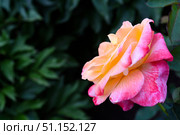 Pink and yellow rose. A large yellow rose. Flower close-up. Стоковое фото, фотограф Valeriy Lushchikov / Фотобанк Лори