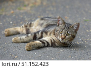 A young tabby cat with a beautiful tiger coloring is lying on the asphalt. The animal is relaxed, but looks attentively straight into the camera, which creates a sense of contact and trust. Expressive yellow eyes, long white whiskers and soft fur with a characteristic pattern are clearly visible. The background is neutral, blurred, without distracting details, which puts the emphasis on the animal itself. The photo is suitable for topics related to pets, cat care, the life of homeless animals, veterinary medicine and animal protection. Стоковое фото, фотограф Анна Кривицкая / Фотобанк Лори