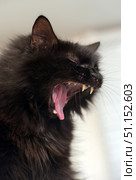 A close-up of a black, fluffy cat with its mouth wide open. Sharp fangs and a pink tongue are visible, giving the impression of a growl or yawn. The thick fur glistens in the light, highlighting the contrast with the pronounced teeth and the inside of the mouth. The image conveys dynamism and emotion: a combination of wildness and domesticity. Ideal for animal themes, the predatory instincts of cats, humorous illustrations, or the concept of strength and grace. Стоковое фото, фотограф Анна Кривицкая / Фотобанк Лори