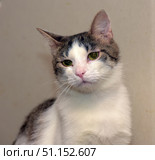 A domestic cat with white fur and gray-brown striped spots. The animal sits against a light wall and looks straight into the camera with a slightly thoughtful and sad look. Its expressive green eyes with a slight pinkish tint of the eyelids emphasize the touching nature of the image. The pink nose and delicate white whiskers add softness to the appearance. The cat looks calm, a little tired, but very trusting. The photo conveys an atmosphere of home comfort and makes you want to take care of the pet. Стоковое фото, фотограф Анна Кривицкая / Фотобанк Лори
