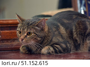 An adult tabby cat lying on a wooden surface and attentively watching something in front of him. The animal has expressive yellow eyes and thick fur with a distinct tiger coloring. The cat is pressed to the floor in a hunting or waiting pose, which emphasizes his predatory nature and concentration. In the background, a blurred interior with wooden elements is visible. The picture conveys the character of the cat - at the same time home comfort and natural hunting instinct. Стоковое фото, фотограф Анна Кривицкая / Фотобанк Лори