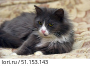 A fluffy gray-white cat with long hair lies on a light patterned blanket. The animal has expressive yellow-green eyes, a white muzzle and a pink nose. The cat looks calm and thoughtful, its fur lies neatly, emphasizing the softness and fluffiness. The atmosphere of the frame is cozy and homely, perfectly conveying the calm and measured life of the pet. Стоковое фото, фотограф Анна Кривицкая / Фотобанк Лори