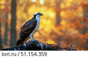 Osprey Perched on a Log in a Vibrant Forest During Autumn Afternoon. Стоковое AI-изображение, AI-художник Юлия Гапеенко / Фотобанк Лори