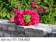 Blooming pink Bougainvillea. Bougainvillea branch on a stone wall. Стоковое фото, фотограф Светлана Брайман / Фотобанк Лори