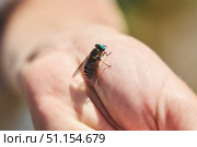 An insect is a fly or gadfly on the palm of a person. Wild biting insects. Animals and fauna of the middle latitudes. Стоковое фото, фотограф Наталия Кирсанова / Фотобанк Лори
