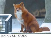 Лисица в Московском зоопарке.(лат. Vulpes vulpes) (2020 год). Редакционное фото, фотограф Шустикова Татьяна / Фотобанк Лори