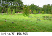 Barnacle goose (Branta leucopsis) graze in clearing in Skidmore College Park. Saratoga Springs, New York, United States (2015 год). Стоковое фото, фотограф Валерия Попова / Фотобанк Лори
